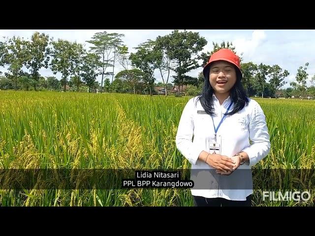 Kolaborasi Rojolele Srinuk dan Flora One