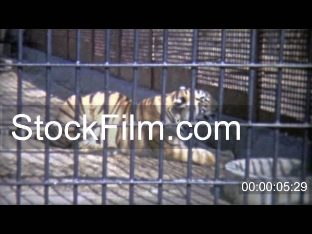 1973: Bengal tiger in confined zoo cell. WASHINGTON DC