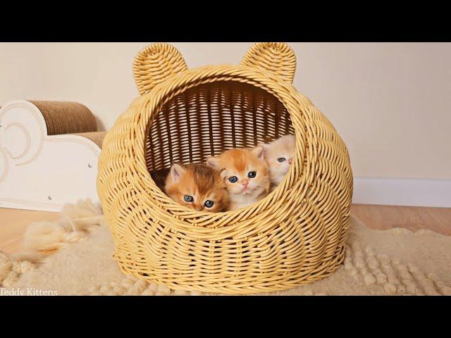 British Shorthair kittens spend a fun day with their mother Bassy