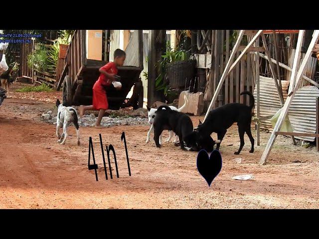 Super Challenging Village Dogs Because of Four In one Beautiful Female Make Happy Love /Dog TimeTV