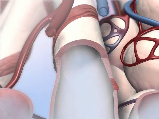 Bronchi and Bronchioles: Learn@Visible Body