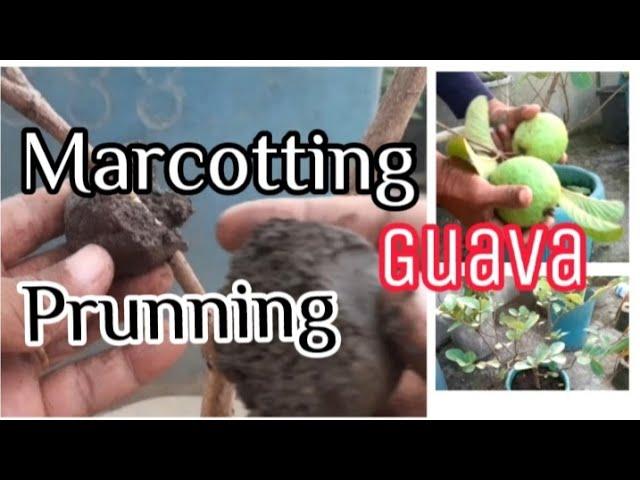 Marcotting Pruning Guava #Tholits