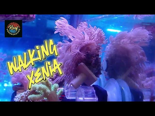 Walking Xenia Rare Coral