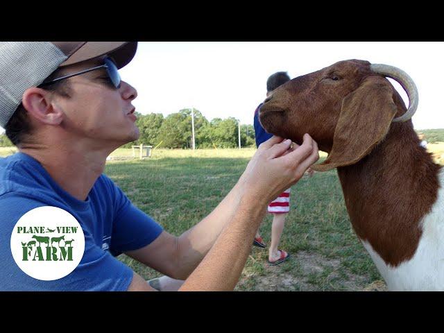 Introducing Goats To The Farm