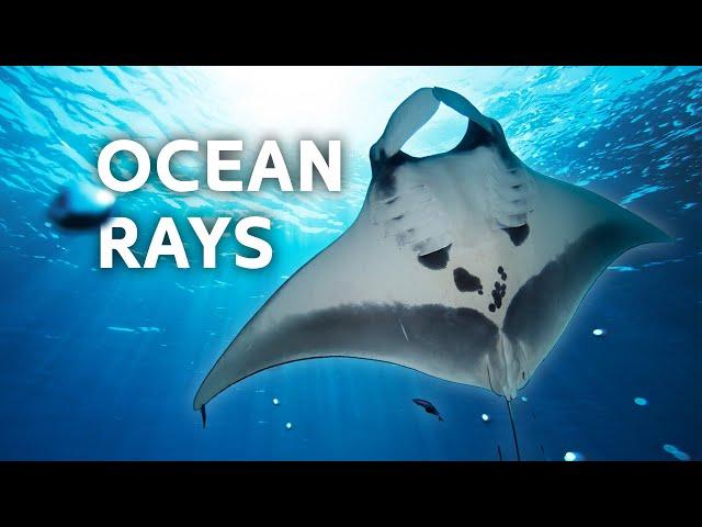 Discovering Mexico's Endangered Manta Rays & Sharks | Blue Realm | All Out Wildlife