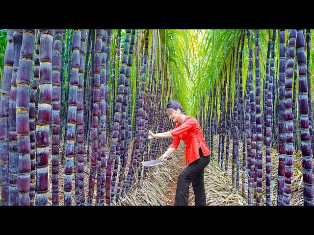 LÝ TRIỆU CA: HARVESTING SWEET SUGARCANES - A DAY AT THE MARKET AND COOKING MAGIC