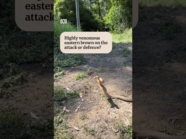 What if you make a deadly snake mad? | ABC News