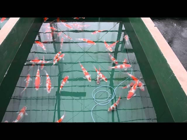 Inside the koi house of breeder Nogami