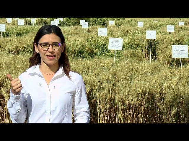 Carolina Rivera explains wheat physiology