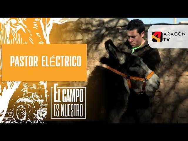 Pastor eléctrico y cabezadas para los burros.