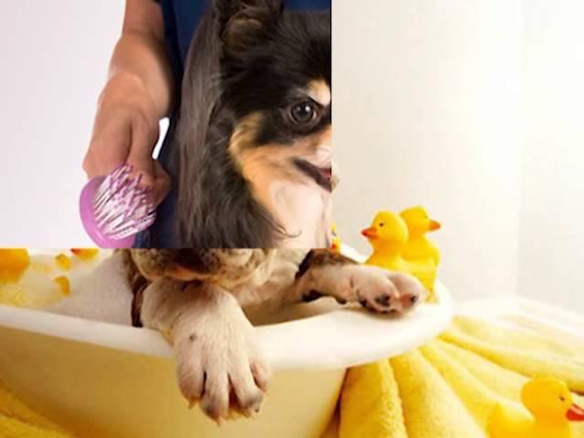 Pet Grooming in Auburn, WA - (253) 333-7766