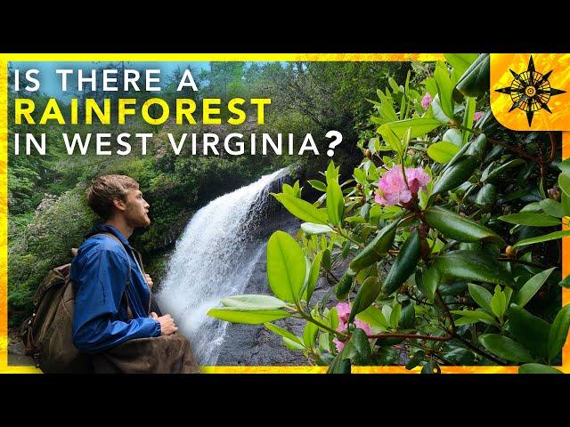 Is There A Rainforest In West Virginia?