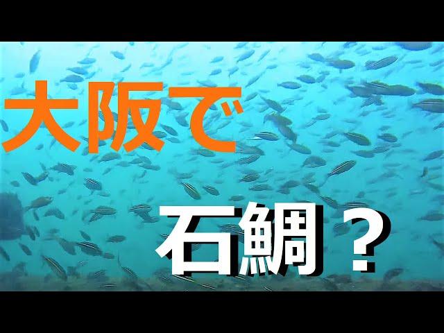 【衝撃】大阪の海釣り公園で大型石鯛を追う！【水中映像】