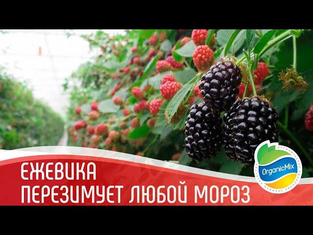Как обрезать ежевику | Обрезка ежевики осенью | Уход за ежевикой осенью