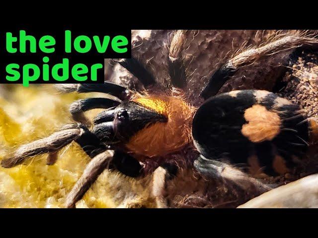 Trinidad Dwarf Tarantula (Cyriocosmus elegans) Care & Information