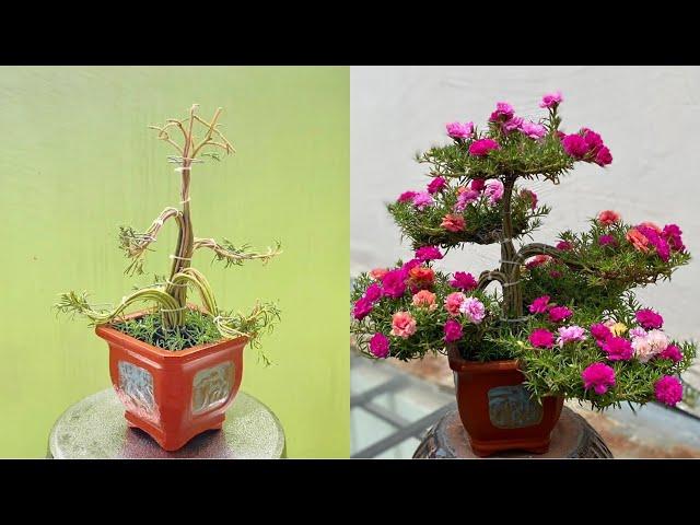 How To Make Moss Rose | Portulaca Grandiflora Bonsai With Small Zinc Sticks | Mẹo Vặt Cuộc Sống