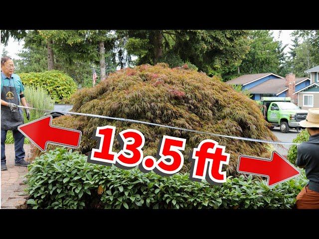 Maple tree makeover, bonsai style! Watch and learn how we trim this maple.