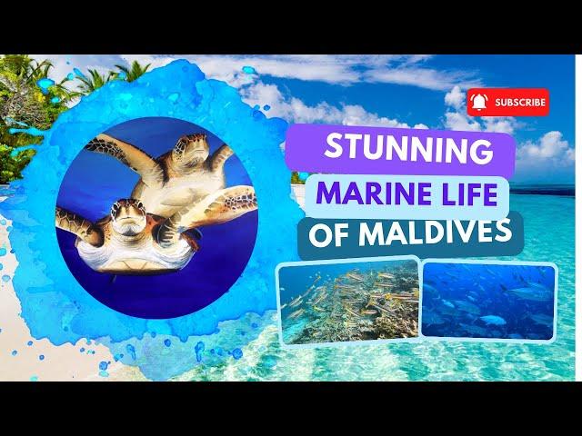 Discovering the Breathtaking Marine Life of the Maldives!