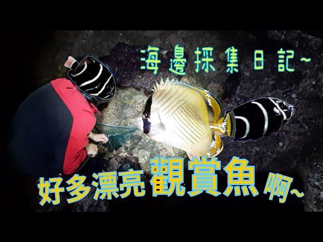 野採海水魚? 海岸生態居然這麼好! 蝶魚、神仙魚...有夠漂亮可愛!【戶外客】