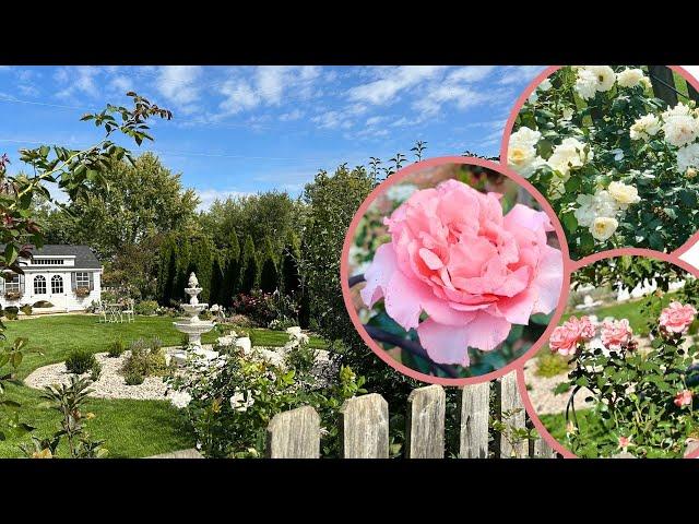 Gorgeous Garden Rose October Tour  Zone 5 | David Austin, Star, More