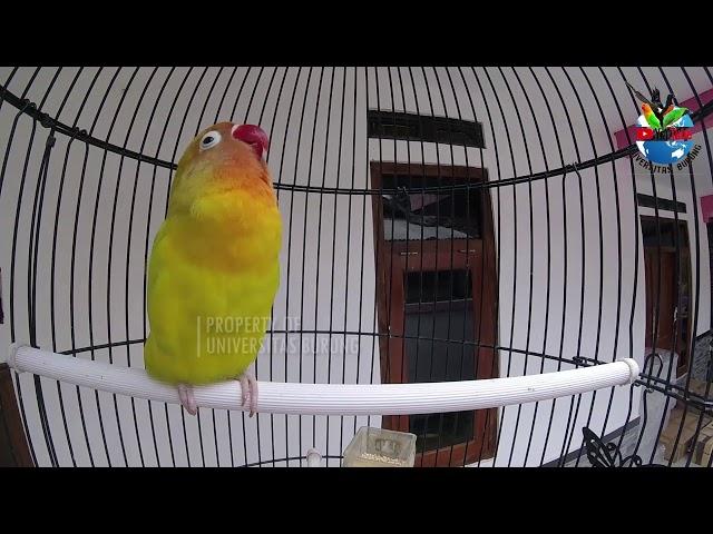 PANCINGAN LOVEBIRD NGEKEK TERBARU 2021 LANGSUNG NYAUT 100 % !!!