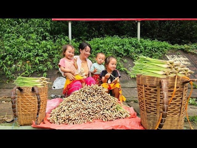 Daily Life of a 23 Year Old Single Mother - Harvesting lemongrass root & raising three children