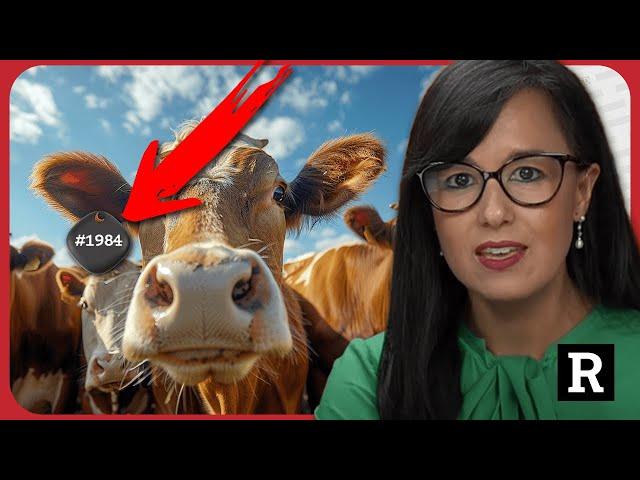 Hang on! Now Biden wants TRACK all cows because of BIRD FLU!?! | Redacted w Natali & Clayton Morris