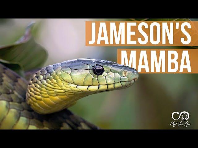 Jameson's Mamba (Dendroaspis jamesoni)