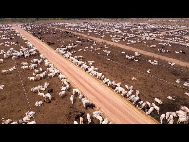 24,7 Million Cattle In Australia Are Raised This Way - Australia Farming