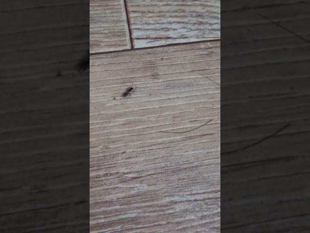 아니 쉬파.. 이게 도데체 뭔 벌래야.... 쏘이니까 계속 부어오르고 주사 맞은 것처럼 아픔..... (이게 뭔 벌래임...) #벌래