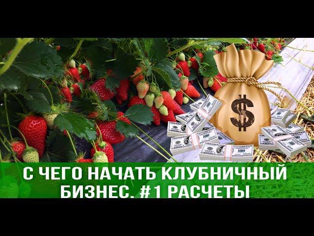 С чего начать клубничный бизнес. #1 Расчеты.