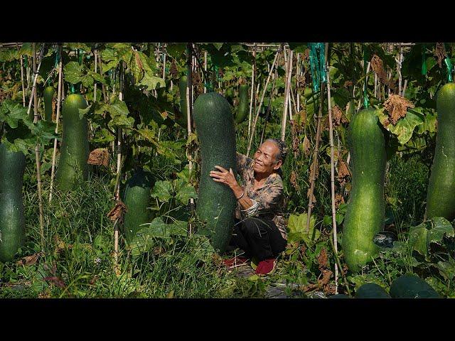 Grandma uses 300 kilograms of winter melon to make winter melon candy for her neighbors