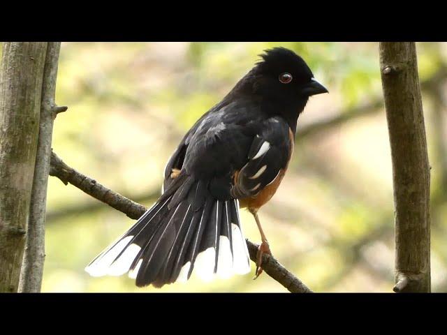 Eastern towhee call | Alarm / distress / warning sounds | Bird