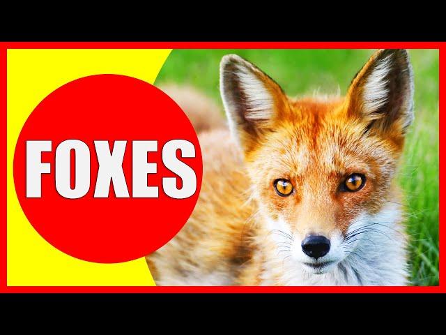 FOXES FOR KIDS - Fox Facts for Children, Kindergarten and Preschoolers