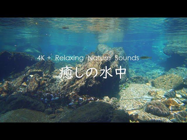 4K  驚きの水中映像 | ぜひ見て欲しい円原川の水中景観  |  水中の魚たちを鑑賞しながらリラックスする