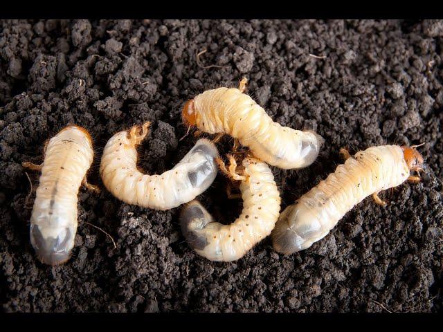 White Grub - are they farmer friendly ?