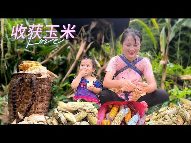 越南女孩背着孩子带领小女儿收玉米 (越南小黄） | Vietnamese girl brought her two small children to harvest corn