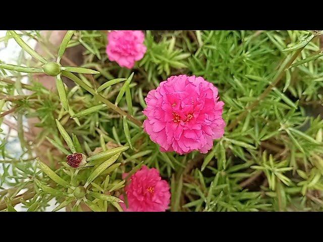 Most Beautiful Nature Flowers Short Video - Gul Dopahri Flowers Nature Scenery