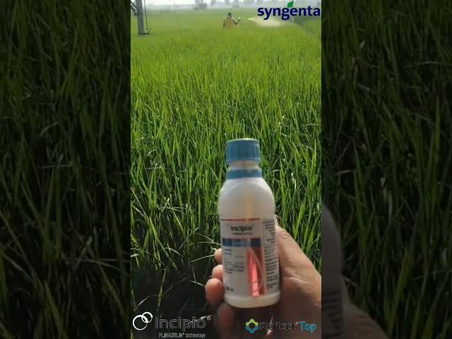 SYNGENTA INCIPIO+REFLECT TOP SPREY #syngenta #agriculture #viralshorts  #shorts