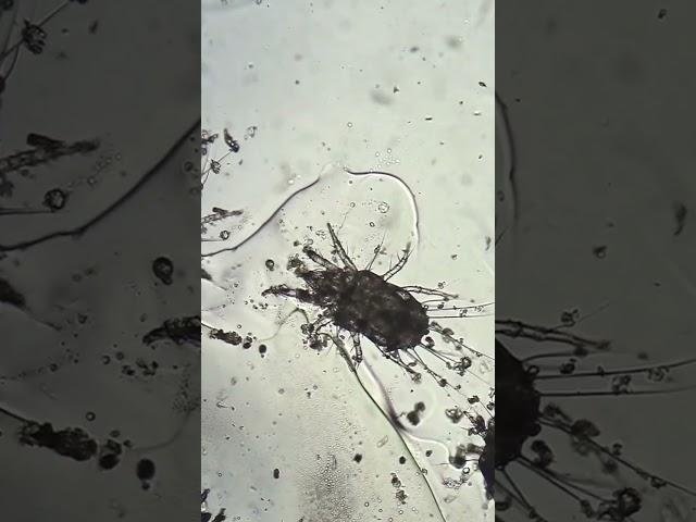 МЁД ПОД МИКРОСКОПОМ 2