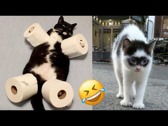 Laugh Out Loud with These Epic Pet Bloopers 