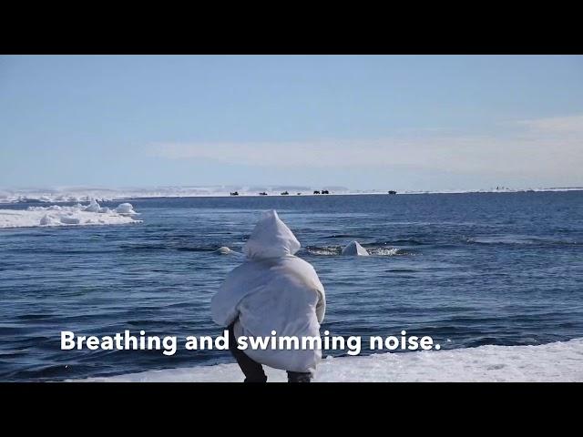 Voice from the Arctic Ocean