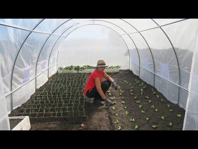 MONTAGEM E PLANTIO NA ESTUFA NOVA-VIVER NO CAMPO EM PORTUGAL