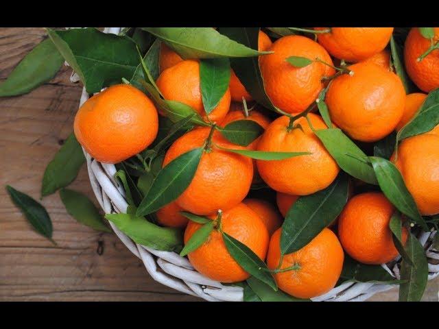 Как Посадить Мандарины у Себя дома? урок от Агронома)