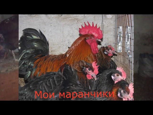 Отказались от маранов/// плюсы и минусы породы Маран/// куры несущие цветное яйцо