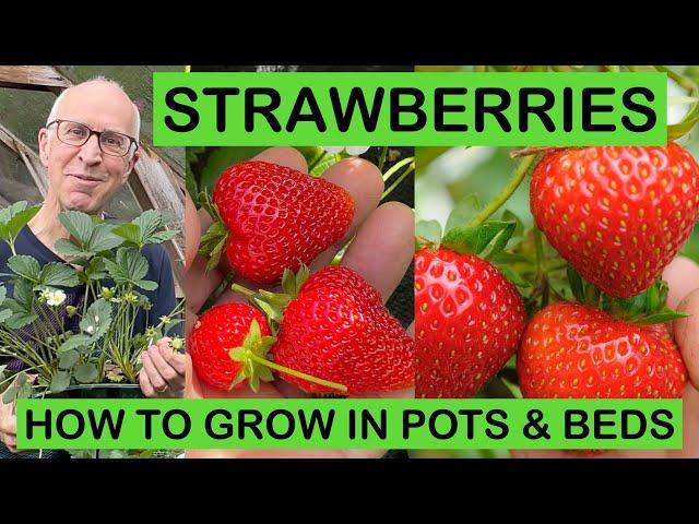 STRAWBERRY MASTERCLASS – HOW TO GROW IN POTS & BEDS – PLANTING TO HARVEST