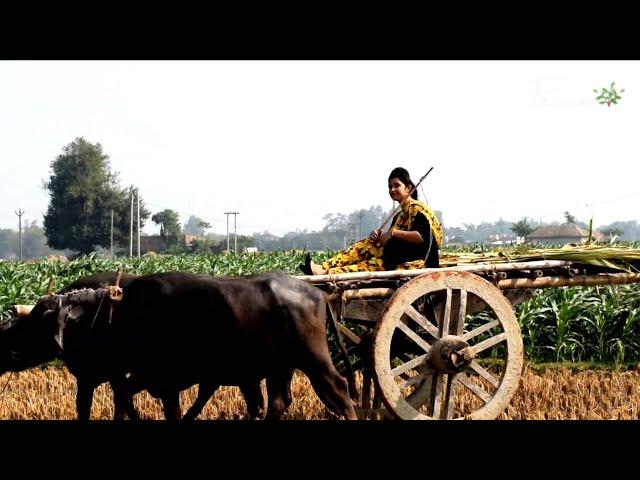 Deshi Gur (Jaggery) Making Process|Sugarcane Jaggery Making at Home(An Old Video)|Flavour of kitchen