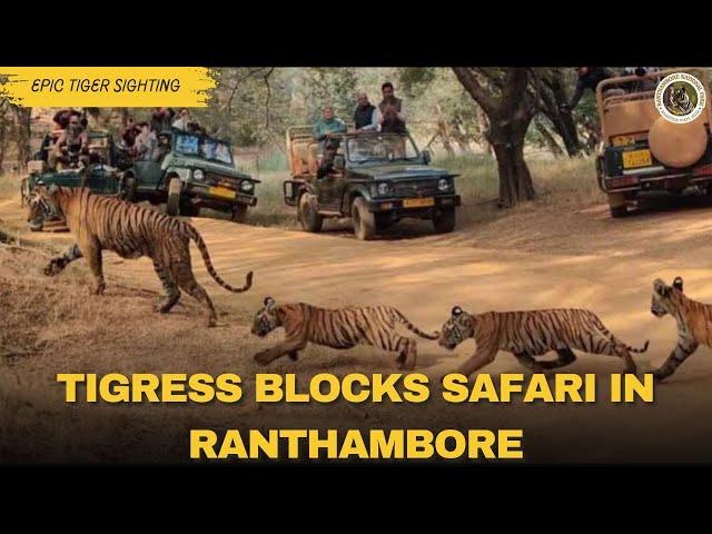 Tigress Riddhi and Her Cubs Block Safari in Ranthambore | Epic Tiger Sightings!