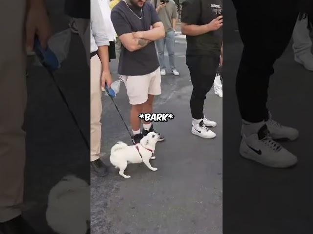 Speed talks to a dog 