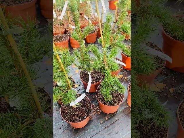 Сосна Банкса Анкл Фогги) продажа в телеграмм,( ссылка в комментариях и шапке профиля)